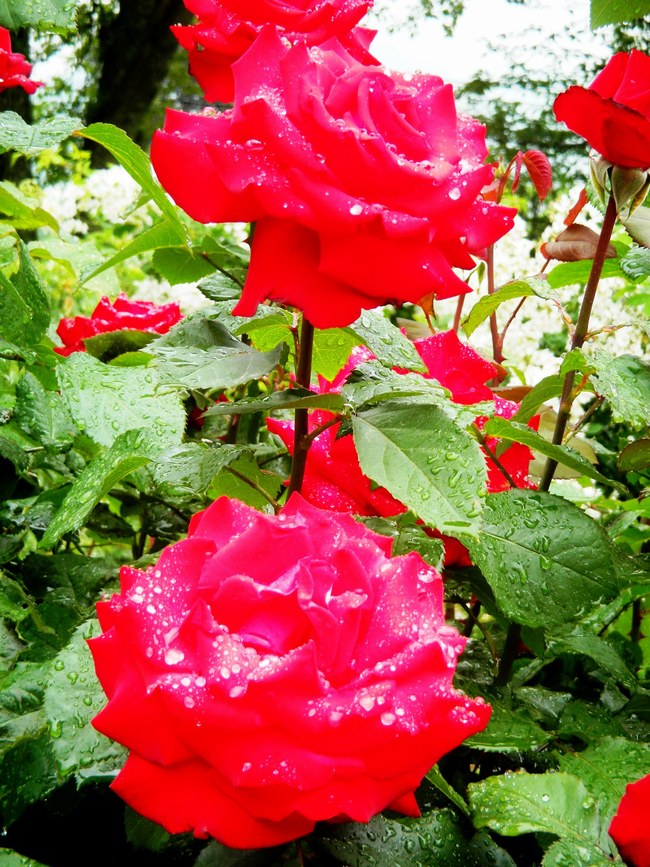 c0193187_20251851.jpg
