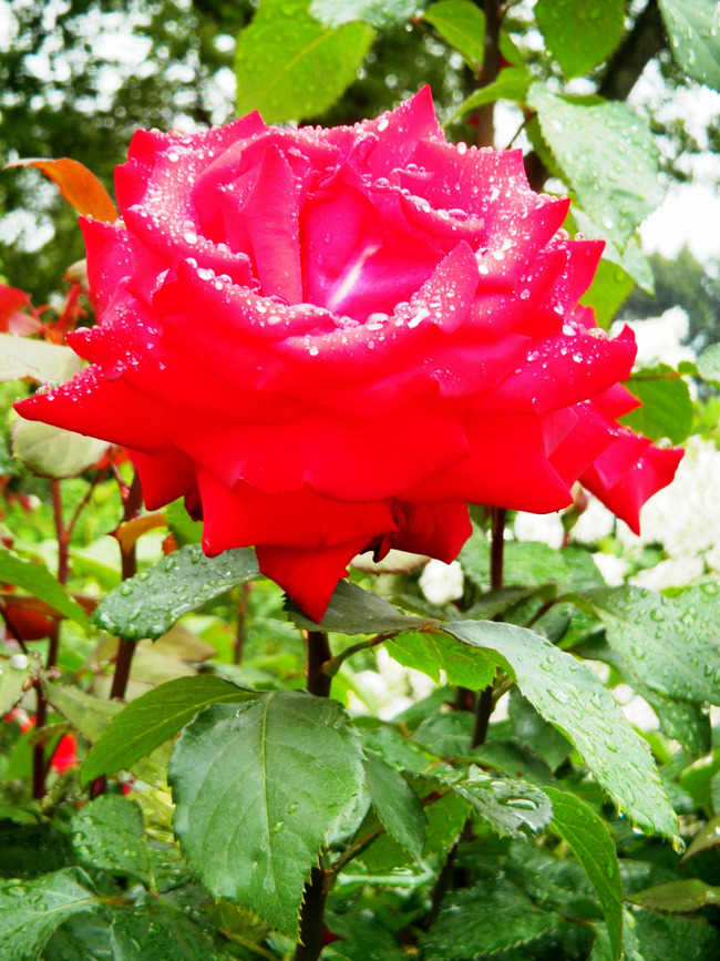 c0193187_20254582.jpg