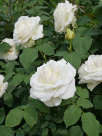 b0142989_23363526.jpg