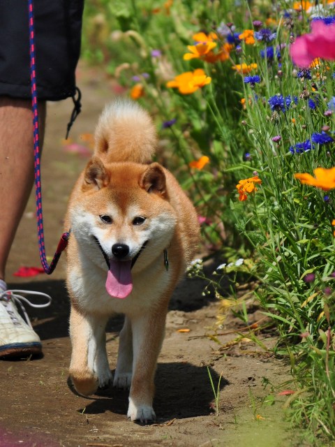 ラベンダー畑の隣に!_a0126590_11404020.jpg