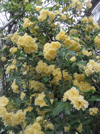 f0215591_103677.jpg