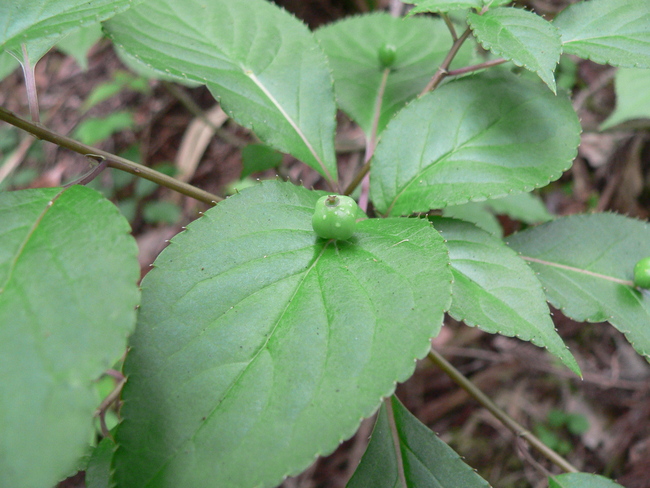 奥天降の植物_a0188294_5121770.jpg