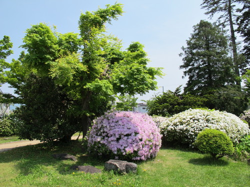 躑躅爛漫、上杉記念館庭園（１９）_c0075701_19232550.jpg