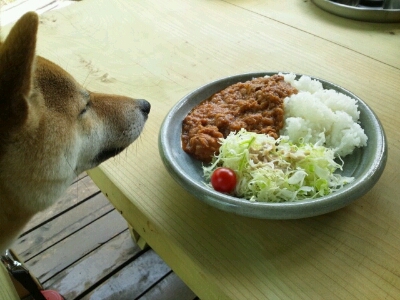 カレーを食べに 称名滝へ 今日はなにしたっけ カレーを食べに 称名滝へ 今日はなにしたっけ