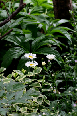 草花の環境とは　　2012・5・27（日）_f0041606_1785219.jpg