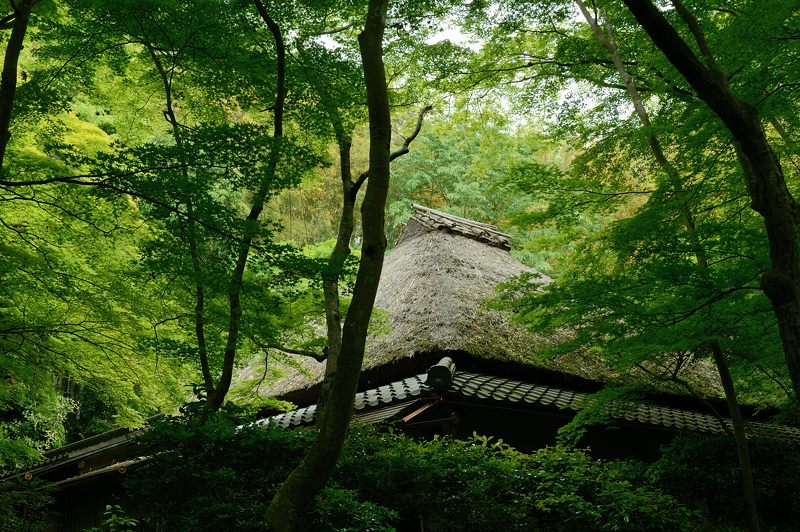 青葉巡り・祇王寺　其の二_f0032011_205355.jpg