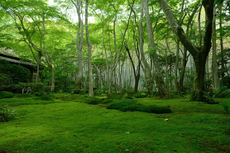 青葉巡り・祇王寺　其の二_f0032011_2093993.jpg