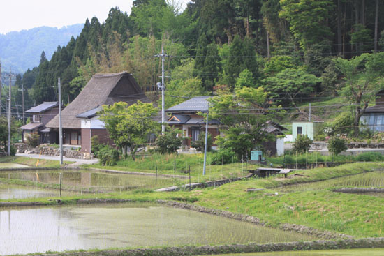 今津町 椋川_e0048413_19125535.jpg