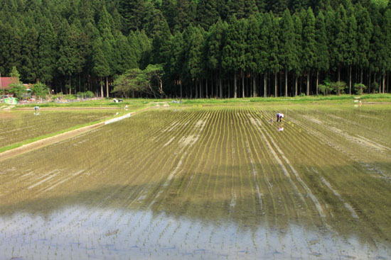 今津町 椋川_e0048413_19131889.jpg