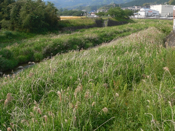 福岡地区　川散策　夏が来る_e0002314_20153843.jpg