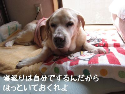 寝たきり老犬奮闘記（ご飯の時はがんばるわ！）_b0008217_22541098.jpg