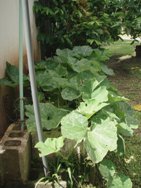 勢いに乗って_a0043520_181982.jpg