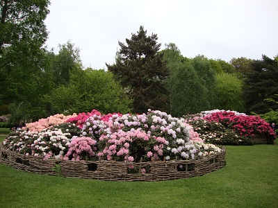 Isabella Plantation_a0148020_5553357.jpg