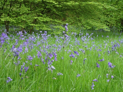 Isabella Plantation_a0148020_556349.jpg