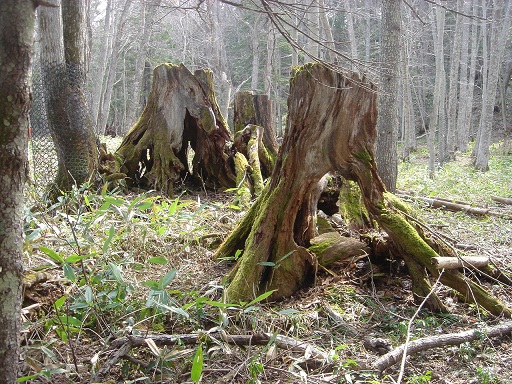 f0000521_13371644.jpg