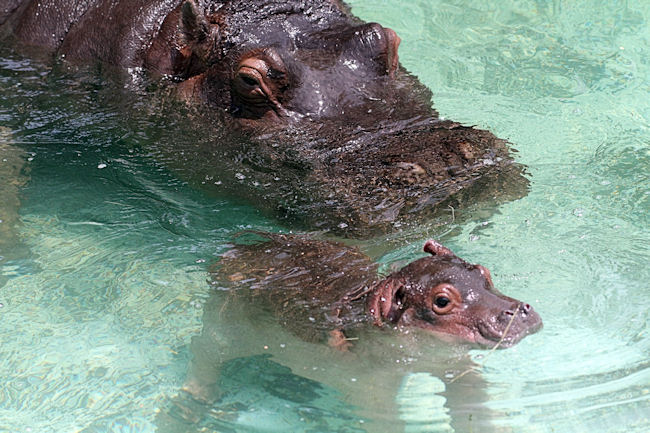 カバの赤ちゃん 動物園放浪記