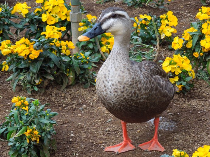 2012/4/1に撮った東京ディズニーランドの写真_c0060927_011219.jpg