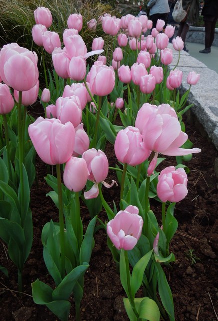 2012/4/1に撮った東京ディズニーランドの写真_c0060927_012593.jpg