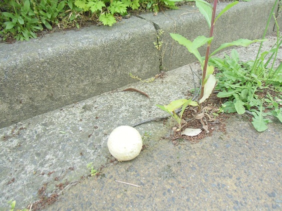 f0114128_16211634.jpg