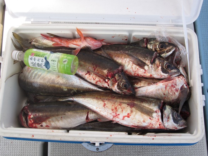 関アジ釣りに行きました 亀ちゃんの釣りバカ日誌 別府湾のつり