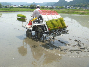 機械貧乏になる～１１７万円の田植え機　　（鮭のホイル焼き）_b0246036_761246.jpg