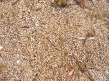 a0117737_63144.jpg