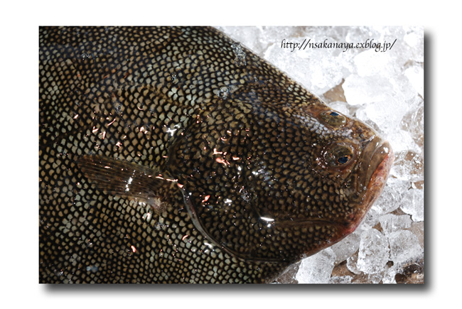 マツカワガレイ 松川 松皮鰈 絶品 これは美味い 魚屋三代目日記 マツカワガレイ 松川 松皮鰈 絶品 これは美味い 魚屋三代目日記