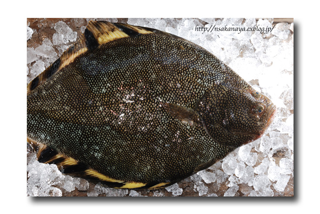 マツカワガレイ 松川 松皮鰈 絶品 これは美味い 魚屋三代目日記 マツカワガレイ 松川 松皮鰈 絶品 これは美味い 魚屋三代目日記