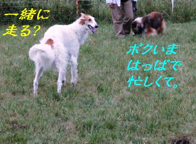 モミちゃんのドッグラン&バラ園_e0195743_21225679.jpg