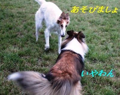 モミちゃんのドッグラン&バラ園_e0195743_2123432.jpg