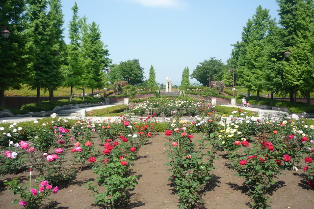 薔薇の庭園_a0224746_12314359.jpg