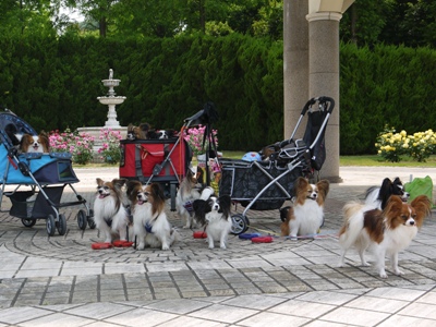 岸和田蜻蛉池公園でパピパピオフ会♪_e0100046_17175883.jpg