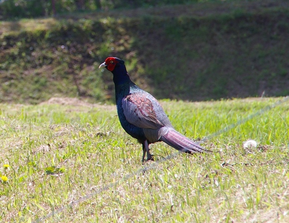 f0043750_6521167.jpg