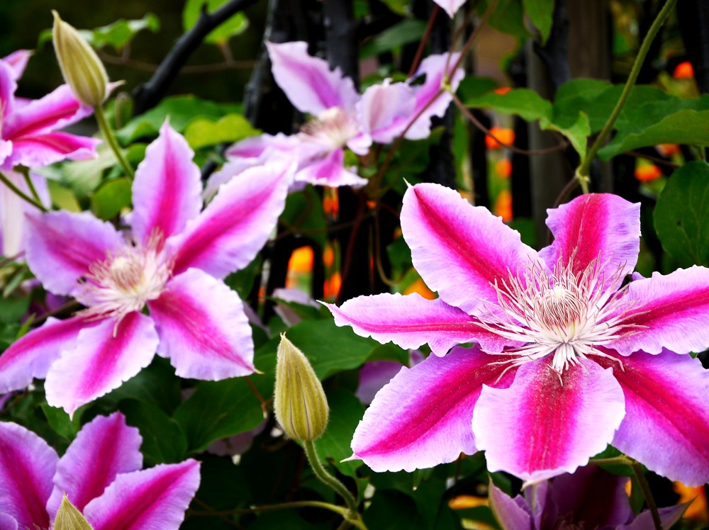 　　和歌山県植物公園緑花センター　_b0093754_184398.jpg