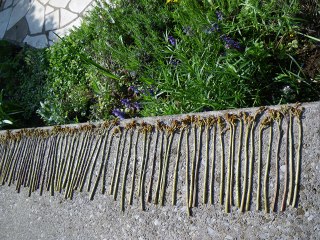 雨後のタケノコならぬ まさかり半島日記