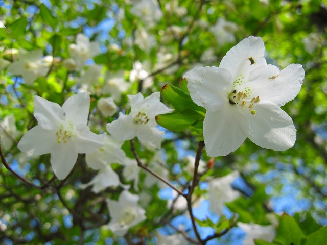 2012.5.27　高城山と天神丸_c0219866_18161446.jpg