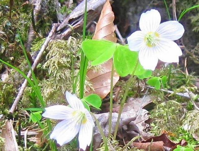 2012.5.27　高城山と天神丸_c0219866_18184250.jpg