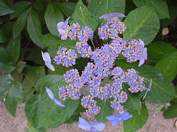 e0153367_16472439.jpg