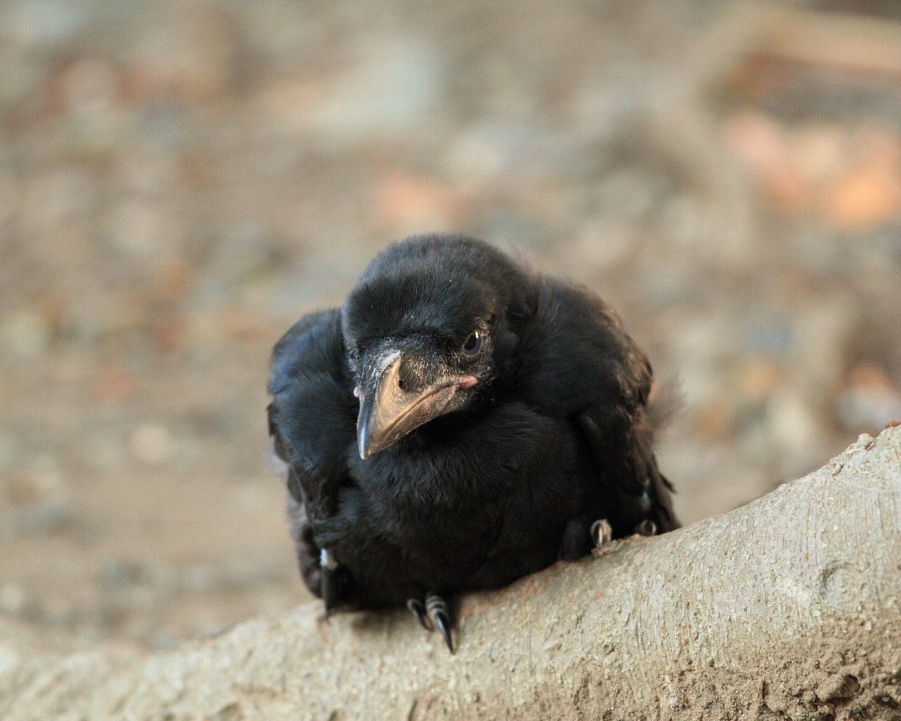 ハシブトガラスの赤ちゃんが落ちていた Life With Birds 3 ハシブトガラスの赤ちゃんが落ちていた Life With Birds 3
