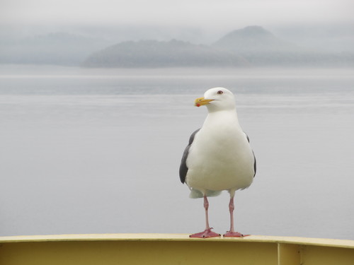 洞爺湖のカモメ_b0068572_8253.jpg