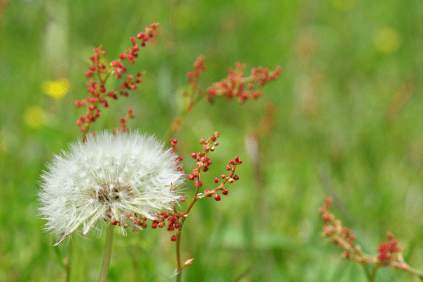 野の花*_f0058273_11511717.gif