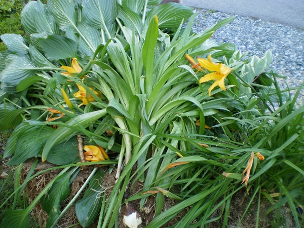 a0199979_17224533.jpg