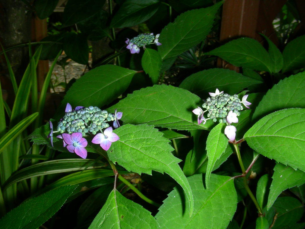 紫陽花がいろいろ咲き始めました♪_b0096584_20493220.jpg