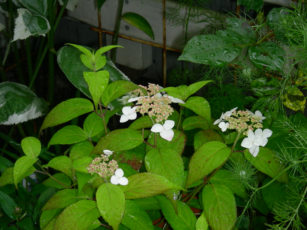 紫陽花がいろいろ咲き始めました♪_b0096584_20543531.jpg