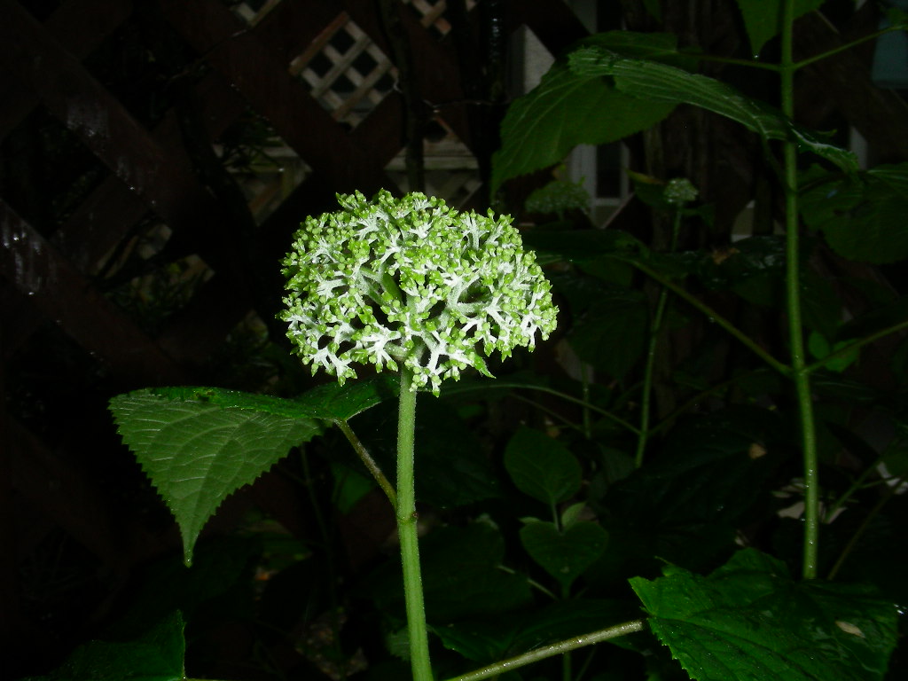 紫陽花がいろいろ咲き始めました♪_b0096584_20561578.jpg