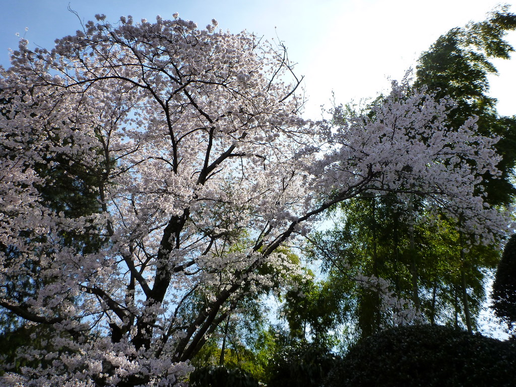 のびやかな春の山～官ノ倉山 　最終章　　里山の桜道_e0195587_12185259.jpg