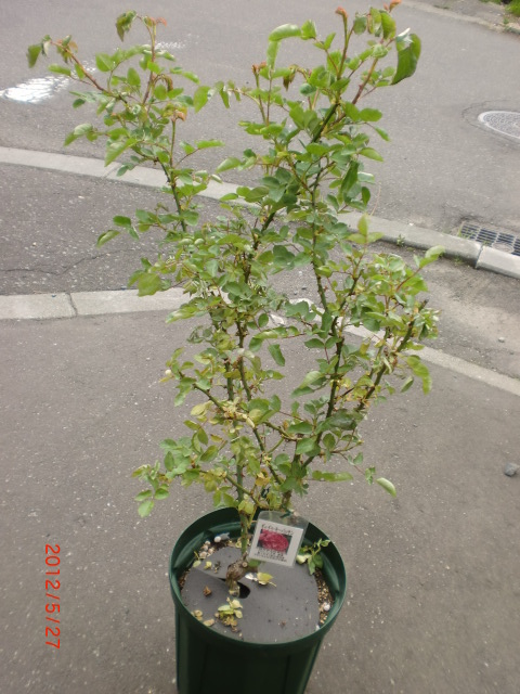 a0279990_21244348.jpg