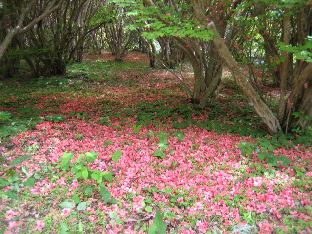 船窪つつじ公園_d0043390_16385013.jpg