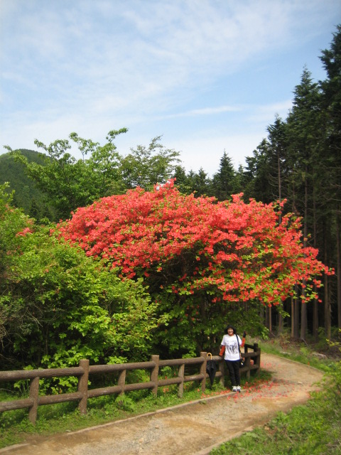 船窪つつじ公園_d0043390_16423426.jpg