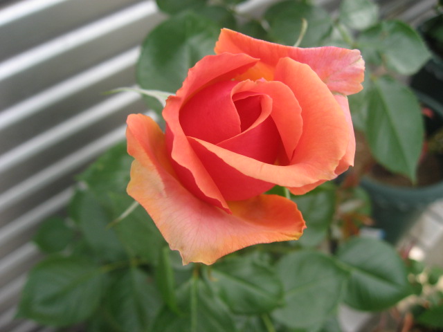 e0140491_13343329.jpg